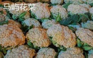 浙江省平阳县的特产,马蹄笋为当地传统名优特产