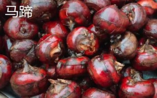 农村种什么可以赚钱，可考虑种植洛神果、苹婆、马蹄等水果