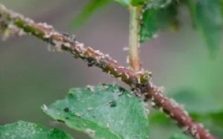 花椒树为什么落叶，过度浇水、养分不足、发生虫害等原因均会导致