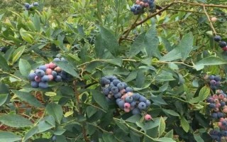 蓝莓从开花到成熟需要多久，一般在花后70-90天左右成熟