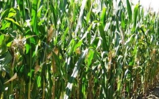 登海先锋180玉米种子介绍，适宜播种期6月上旬至中旬