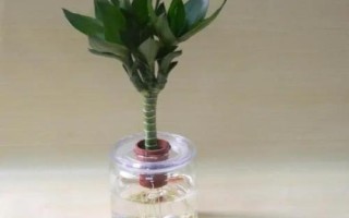 观音竹水培方法,换水不能换的太勤