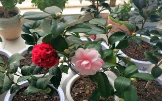 家里不能养茶花的原因,属于迷信的说法