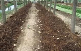 蚯蚓没有销路如何解决，卖给渔具店是不错的选择