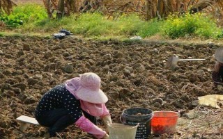 马蹄果的采摘方法，先放水再刨土采收