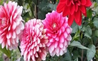 大丽花是不是天麻的一种，二者不是同类别的植物