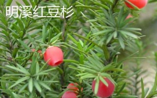 福建省福州市的水果特产有哪些,包括青山龙眼、一都枇杷、福州橄榄等种类