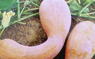 南瓜开花但是不结果怎么办，可以适时摘心、疏密处理