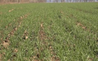 小麦越冬期间为什么会死苗，可能是气候差、品种不耐寒等原因造成