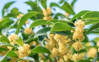 山桂花的繁殖方法，可选择播种法、嫁接法、扦插法等