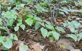 淫羊藿的种植时间，一般为6月中旬左右