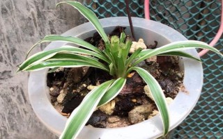 金边吊兰怎么养殖，需提供全天的散射光照