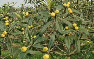 种植枇杷的温度管理工作,不同生长时期温度要求不同