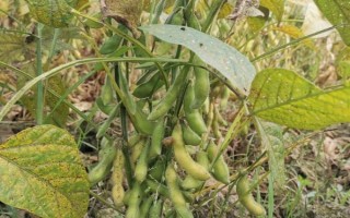 铁豆73大豆种子简介,属晚熟品种