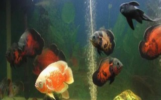 地图鱼需要一直打氧吗，需根据饲养密度决定