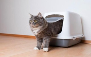 养猫必备药物，驱虫药、眼药水等药物需备好