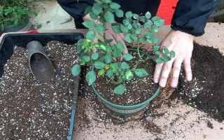 月季花叶子发黄是什么原因，可能是浇水不当或施肥错误等