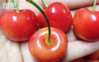 车厘子的品种介绍，常见的有金车车厘子、红灯、美早等