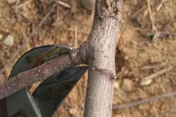 猕猴桃剪枝后流水如何处理，可在伤口处均匀涂抹一层蜡