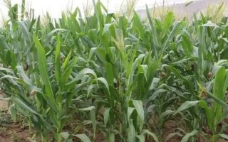 先玉045玉米种子特点,适宜密度为3300株/亩