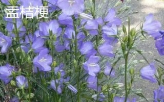 山西省阳泉市盂县的特产,枣介糕是家喻户晓的美食