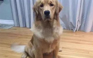 纯种金毛的特征，眼睛呈深棕色、头骨较宽微呈拱形