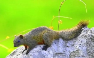 松鼠可以活多久,能活5-10年