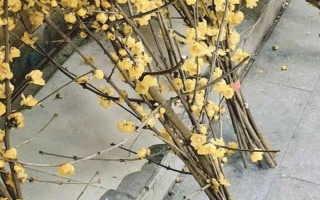 腊梅干枝的养殖方法，先将花枝底部剪成45度的斜切口