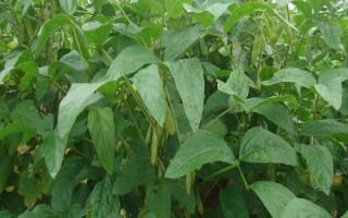 昊疆1号大豆品种的特性,普通大豆品种
