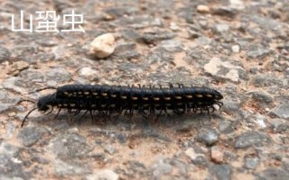马陆虫有哪些品种,包括约安巨马陆、宽跗陇马陆、土马陆等种类