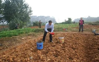 山药豆如何种植，按照15厘米的距离播种