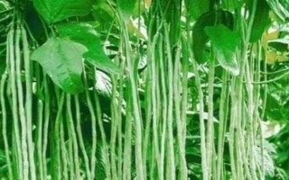 豆角歇伏的原因，高温、干旱多雨等都会导致