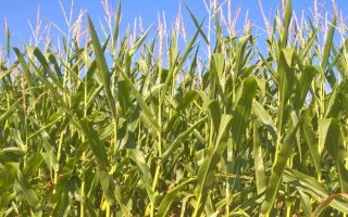 ND488玉米种子介绍，亩种植密度3500株