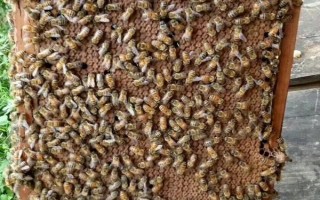 意蜂一直喂能加快繁殖吗，在一定程度上能加快繁殖