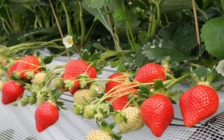草莓哪个季节成熟，一般为夏季6-7月份