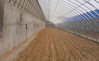 棚室更茬换季要注意什么，为图省事将残株杂草翻入地中容易引发病虫害