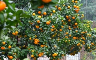 为沙糖桔保花保果的方法，剪除生长不良的枝叶能让花朵和果实吸收更多养分