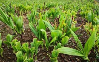 白芨种苗的价格，1株需要0.2-0.8元左右