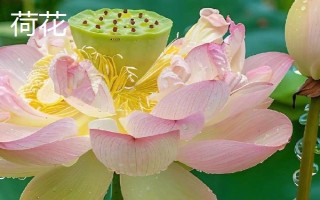 睡莲和荷花的区别是什么，叶子、花朵和属性均不同