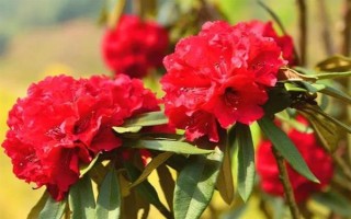 马缨花有什么特点，花朵多数生长在树枝顶部