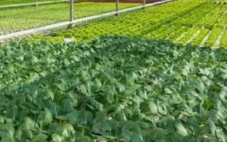 温室蔬菜覆膜禁忌,覆盖工业薄膜会对蔬菜产生毒害