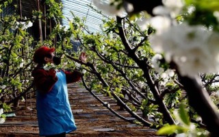 樱桃树流胶的治疗方式，可在冬春季节将樱桃树枝干进行涂白