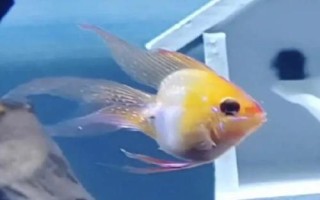 观赏鱼有哪些,以下6种好养又好看