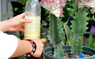 龙骨花怎么养殖，春秋季节每隔1-2周浇一次水