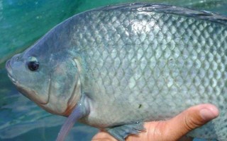 怎么钓5斤以上大罗非鱼，可用手竿亦可用海竿或矶竿