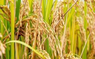 金龙优柔丝水稻种子特点，一般7月上旬至7月中旬播种