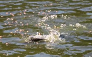 养殖鳜鱼的条件,池塘水源要充足、干净、温度适宜