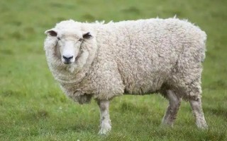 羊的胃有多少，长有瘤胃、网胃、皱胃和瓣胃