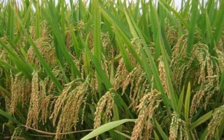 粳稻和籼稻的区别是什么，地理分布和籽粒特点均不同