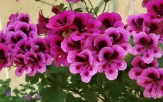 天竺葵能不能养在室内，不宜长期放在室内、否则容易引起过敏